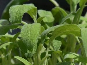 sage herb