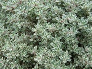 herbs names - thyme herb