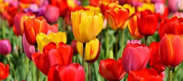 Tulips