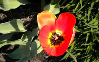why are native plants important