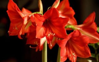 Amaryllis Flowers