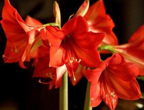 Amaryllis Flower