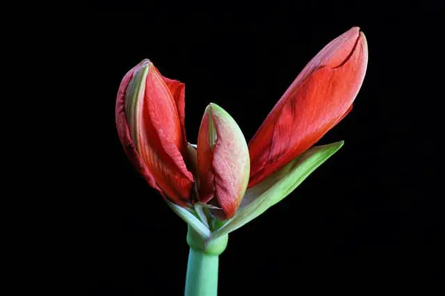 How Often Does an Amaryllis Bloom
