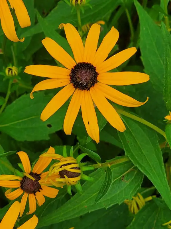 black-eyed susan