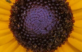 closeup of black eyed susan