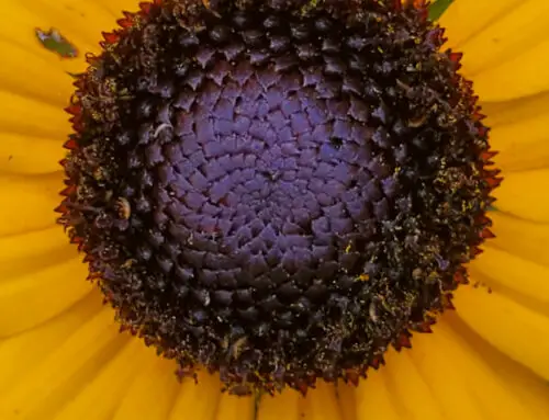 Black Eyed Susan