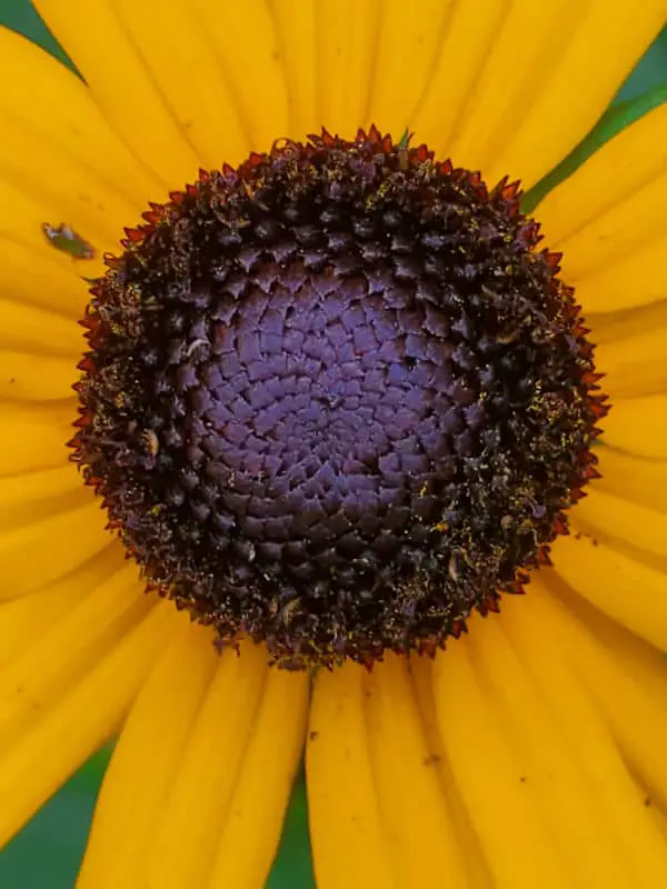 closeup of black eyed susan