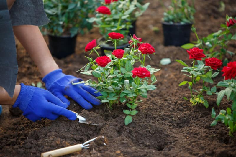Flower Gardening Tips For Beginners - Seriously Flowers