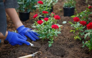 flower gardening tips for beginners