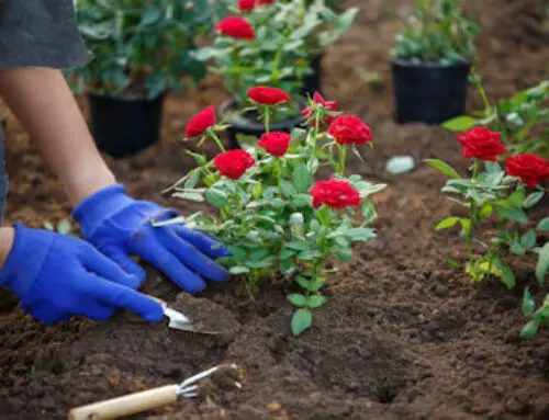 Flower Gardening Tips For Beginners