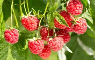 easiest fruits and vegetables to grow - raspberries