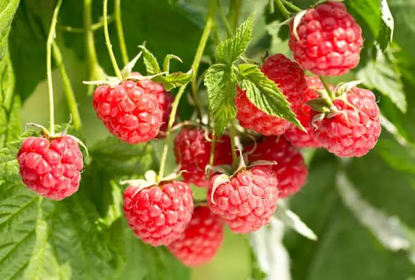 easiest fruits and vegetables to grow - raspberries