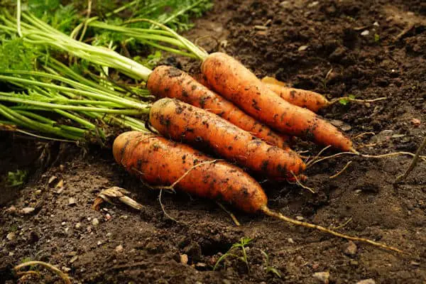 fresh carrots from garden