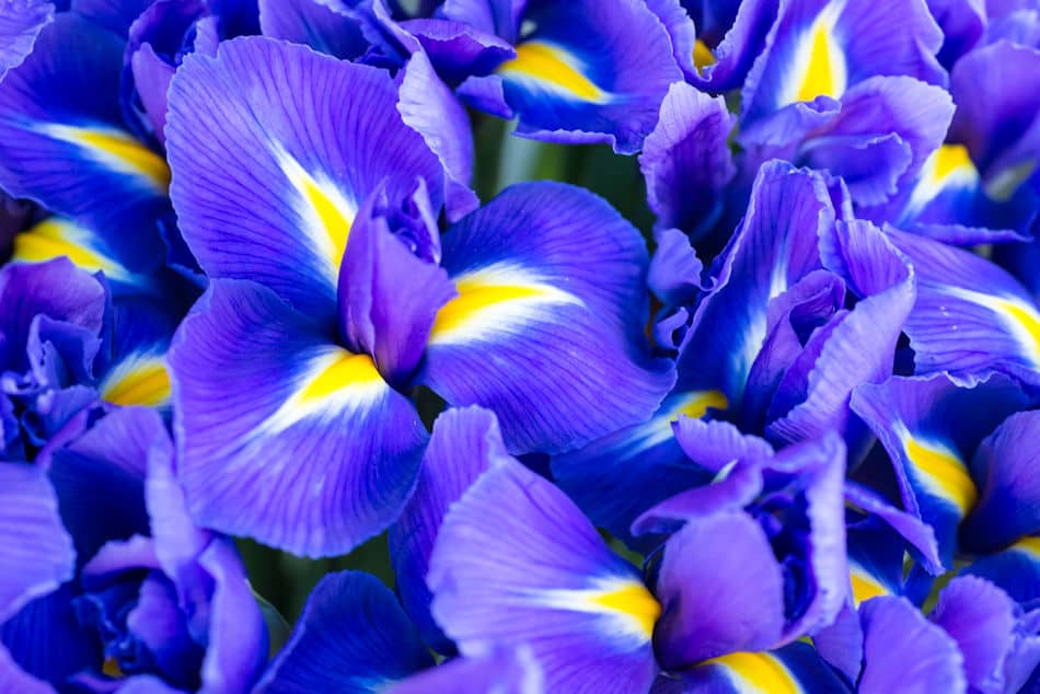 summer flowers - iris flower
