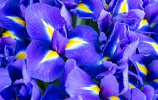 summer flowers - iris flowers