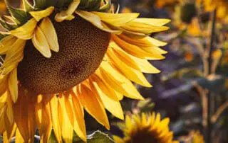types of flowers - sunflower