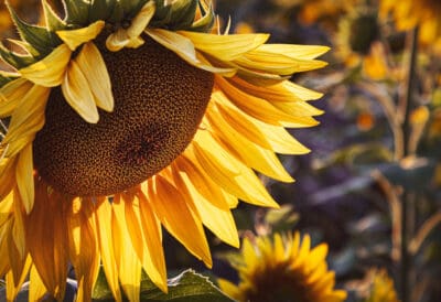 types of flowers - sunflower close-up