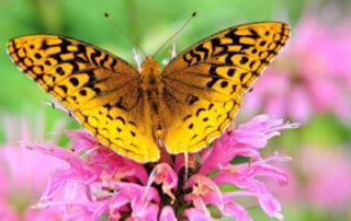 butterfly on bee balm flowers