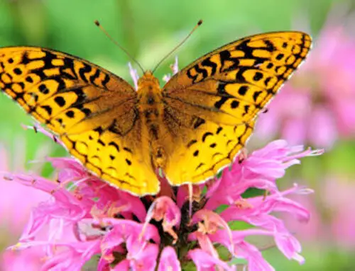 Do Butterfly Gardens Need Full Sun