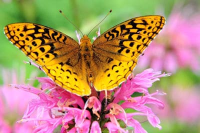 butterfly on bee balm flowers