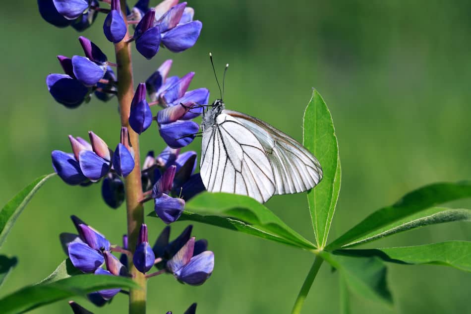 butterfly on lupine flower