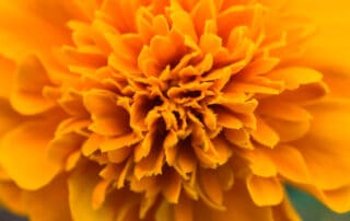 Close up of a Marigold Flower