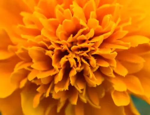 Marigolds