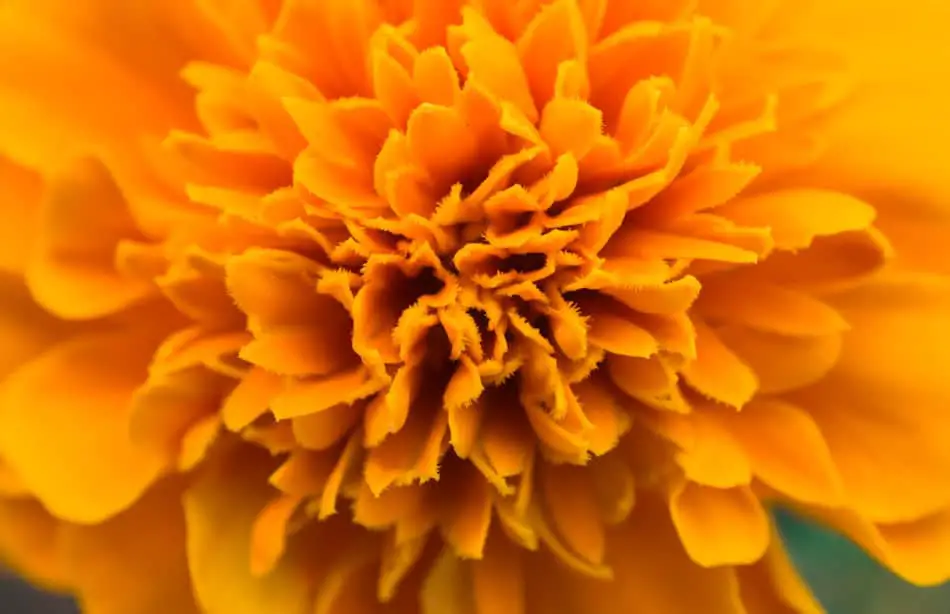 Close up of a Marigold Flower