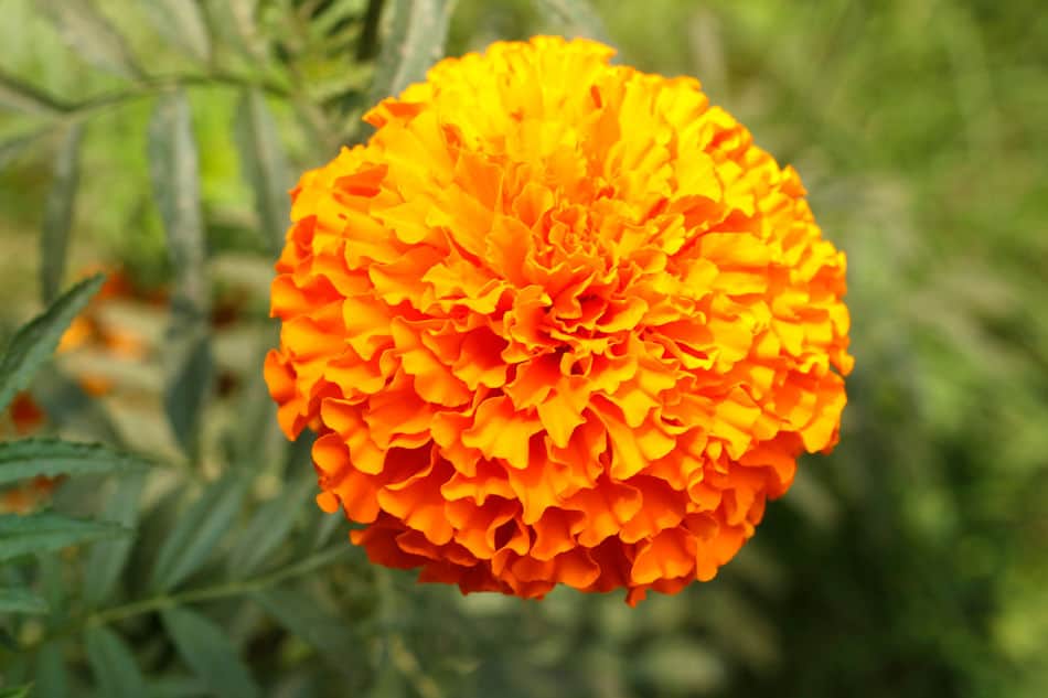 A Single Marigold Flower