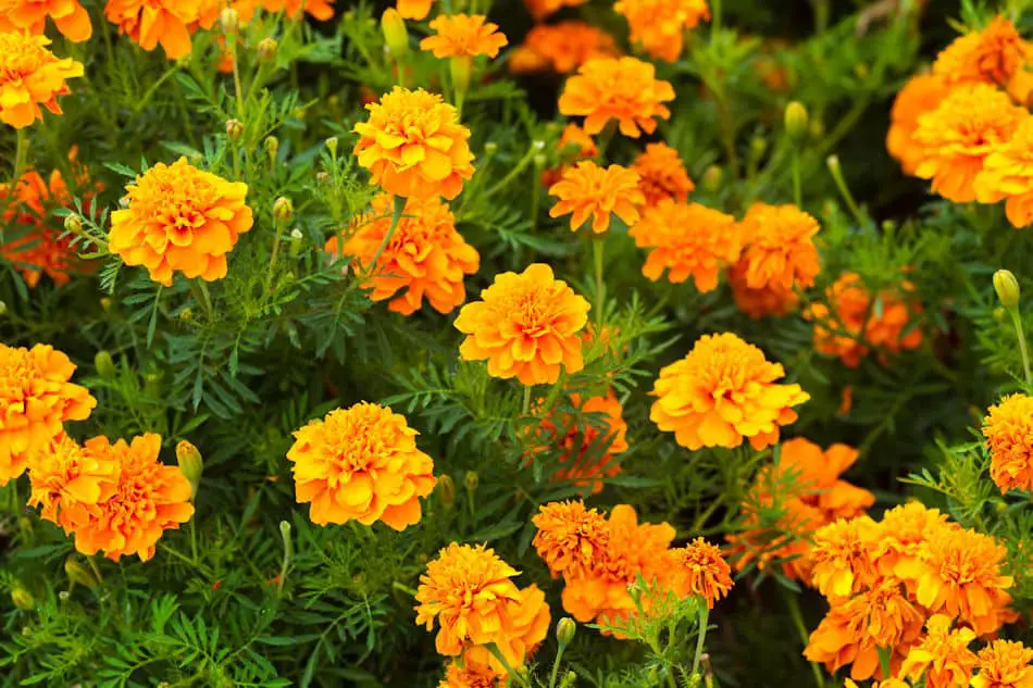 Yellow Marigolds in a Garden