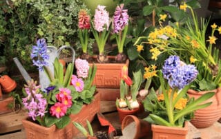 flowers in pots - how to repot a plant