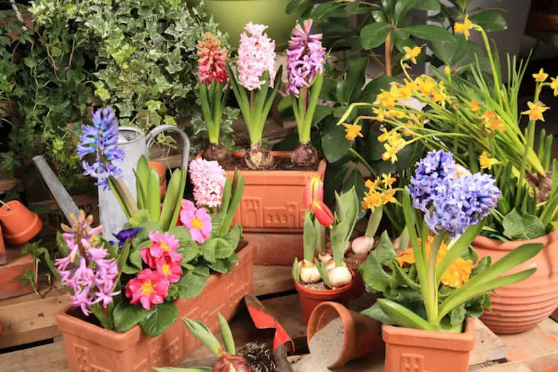 flowers in pots - how to repot a plant