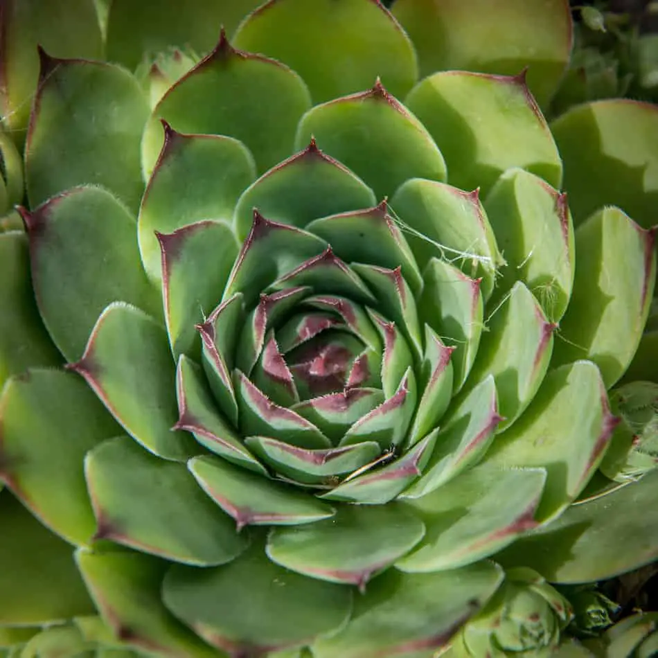 hens and chicks