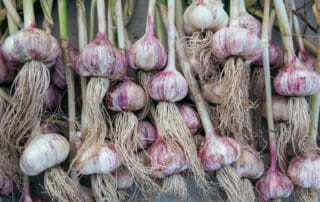 Garlic Bulbs