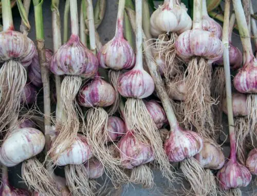 How to Plant Garlic