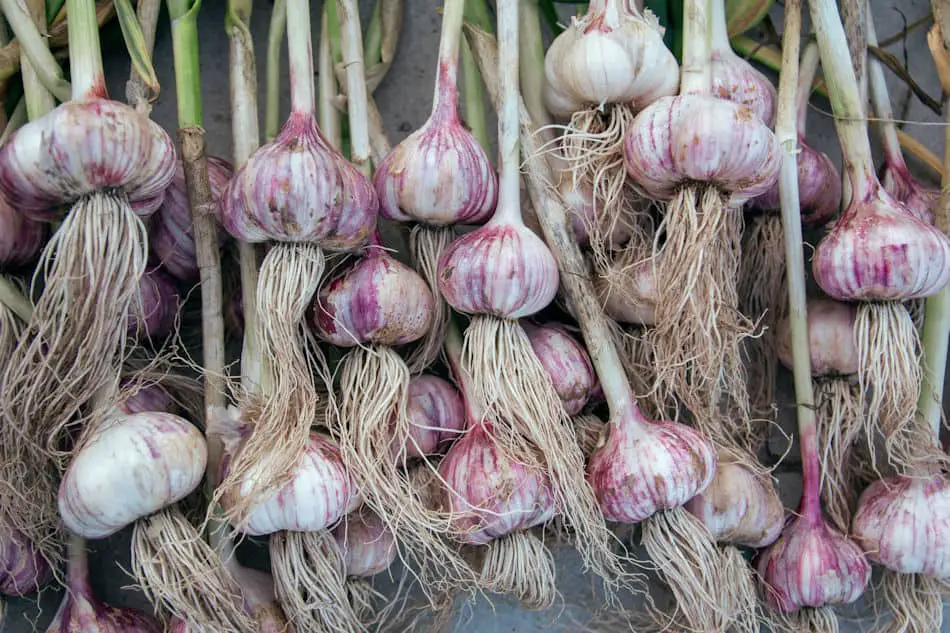 how to plant garlic Garlic Bulbs
