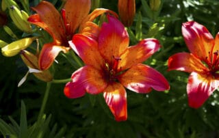 tiger lily flower