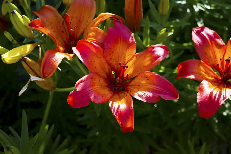 Tiger Lily Flower