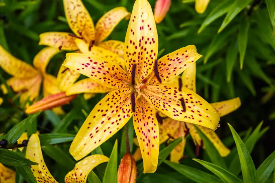 Yellow Tiger Lily Flower