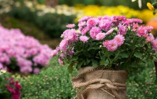 purple chrysanthemum plants