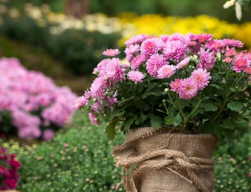 Fall Flowers