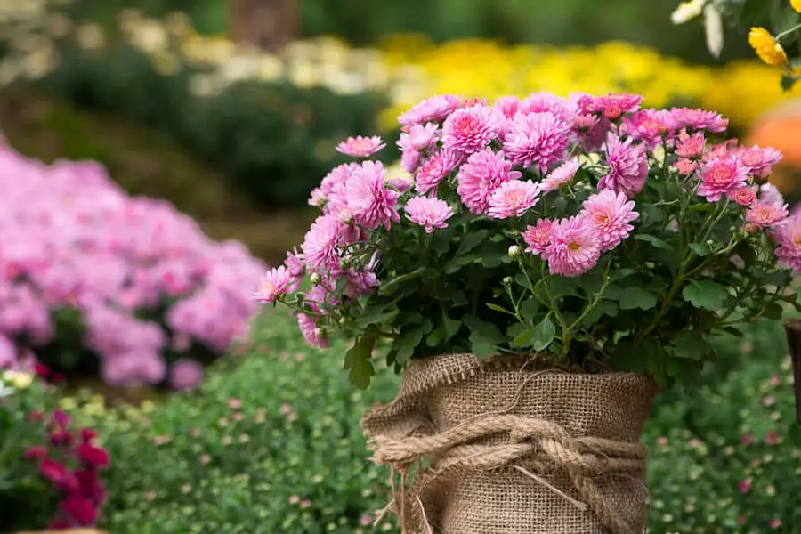 purple chrysanthemum plants