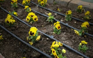 pansy flowers with drip irrigation system