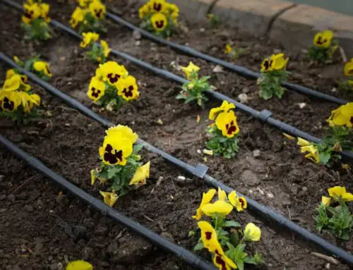 How Often Should I Water My Garden