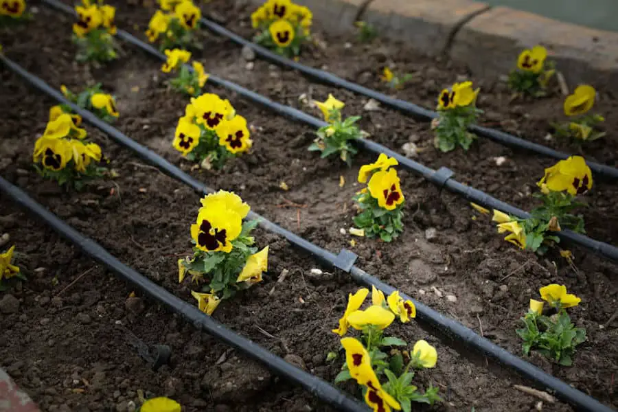 pansy flowers with drip irrigation system