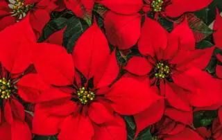close up picture of poinsettia flowers