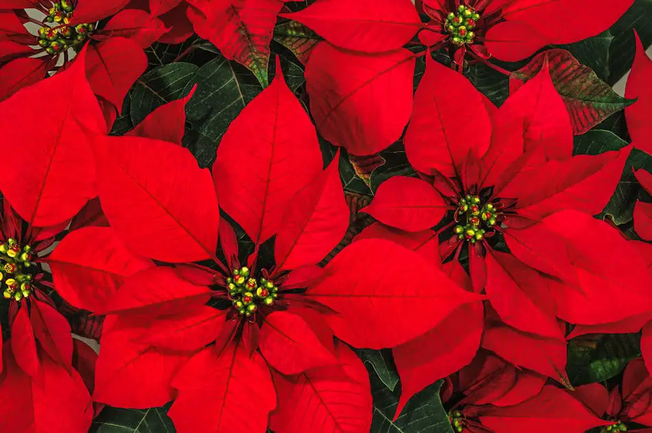 close up picture of poinsettia flowers