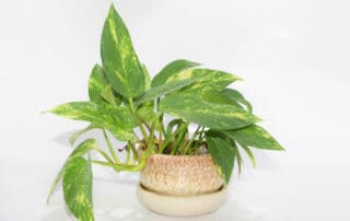 pothos houseplant