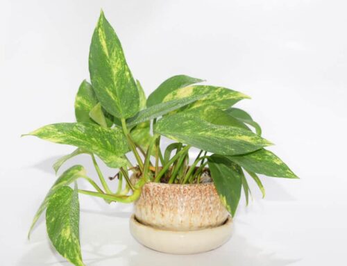 Pothos Plant