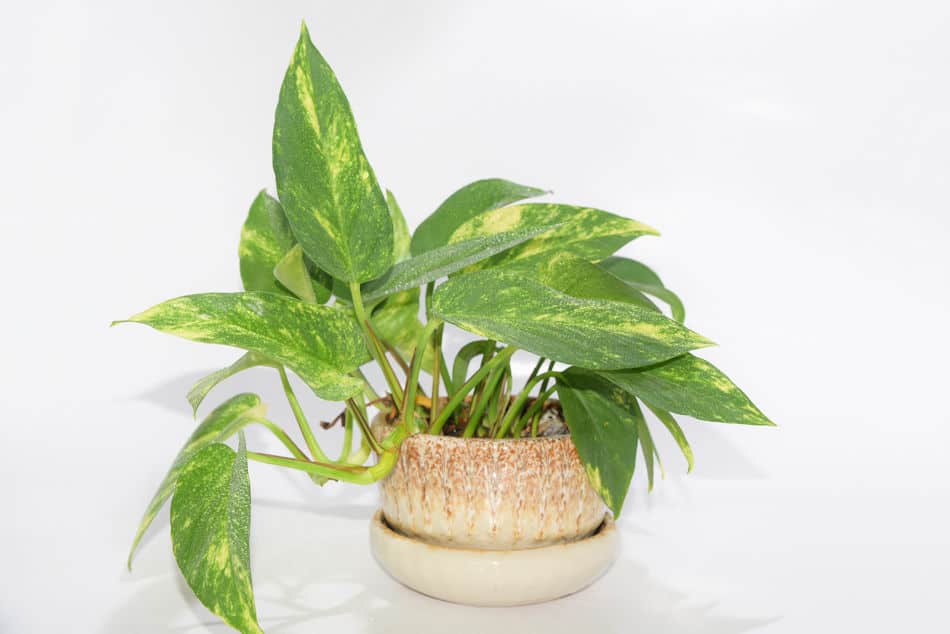 pothos houseplant